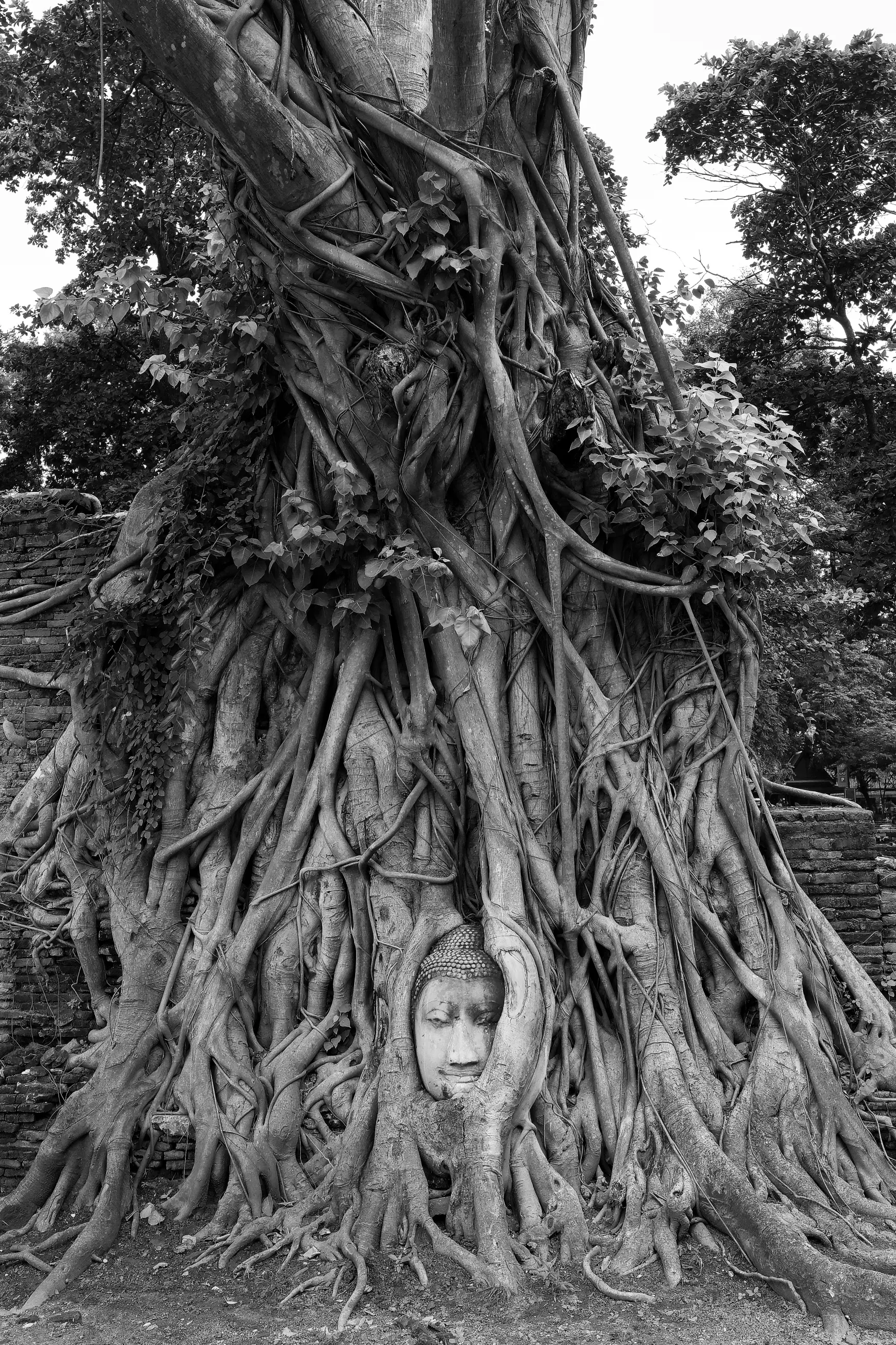 Thailand - Image 12